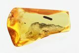 Large Fossil Coprolite in Baltic Amber #270602-1